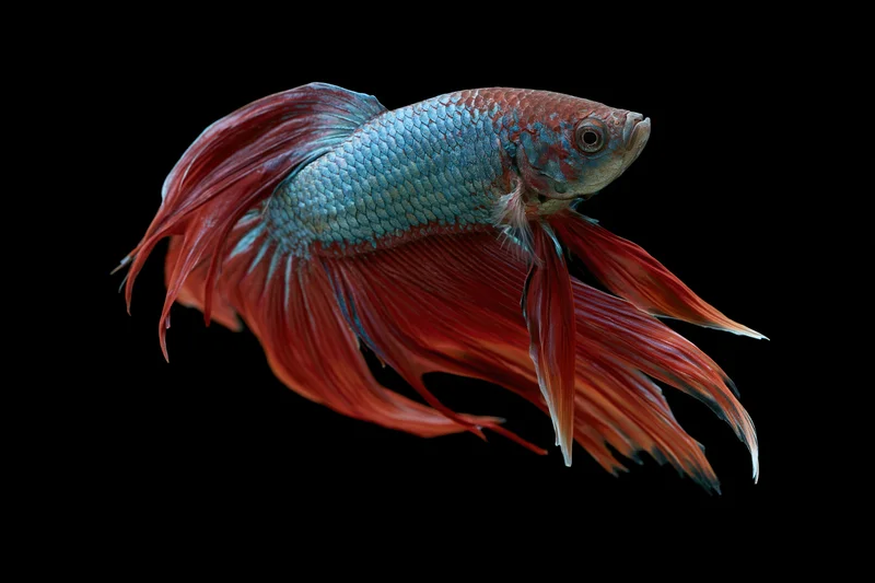 Siamese fighting fish suspended mid-swim against pure black background