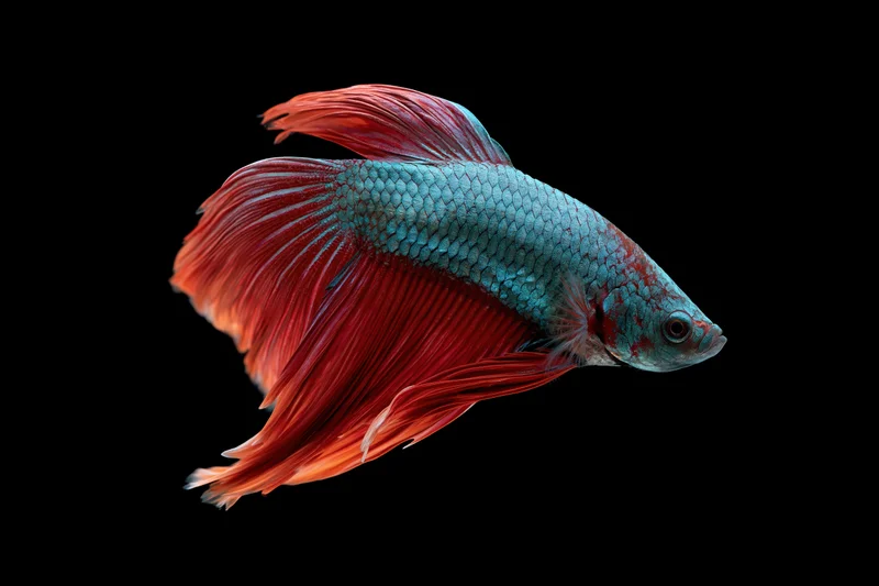 Siamese fighting fish mid-swim with flowing red fins and turquoise body against black background