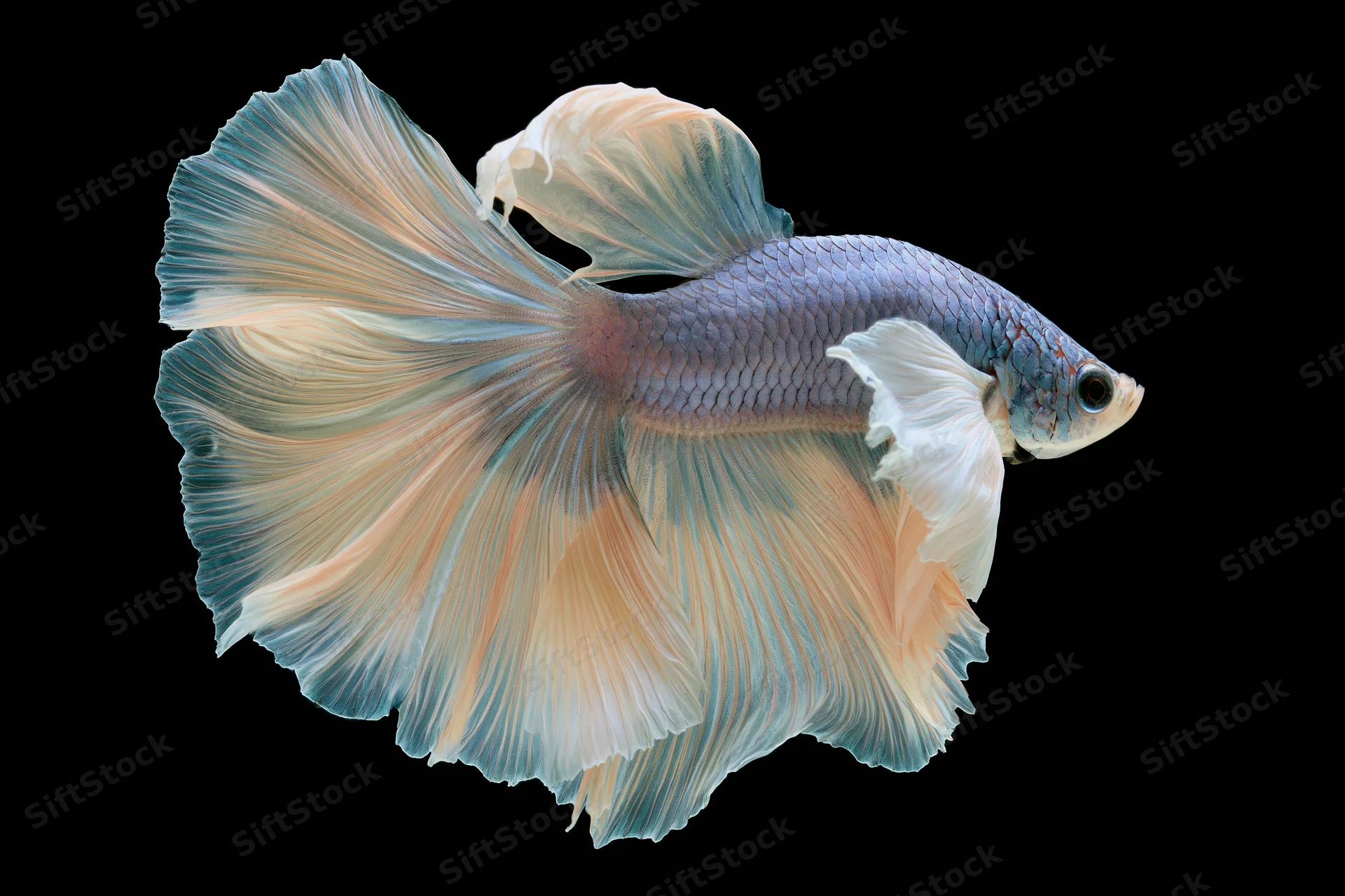 Betta fish suspended mid-swim with flowing half-moon fins against black background