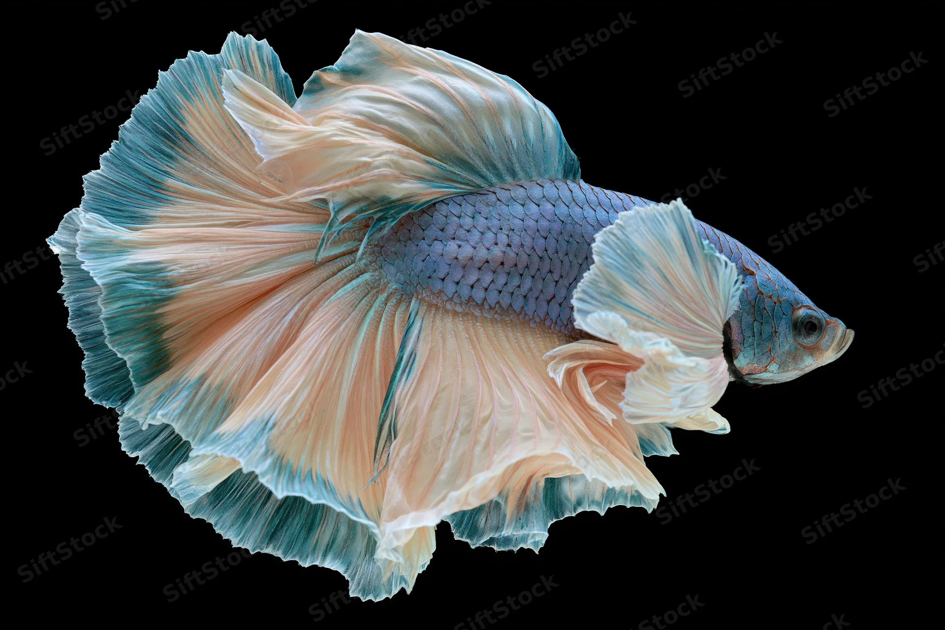 Siamese fighting fish with flowing half-moon tail suspended mid-swim against black background
