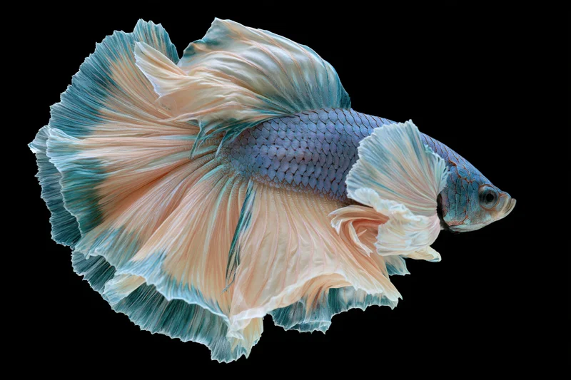 Siamese fighting fish with flowing half-moon tail suspended mid-swim against black background