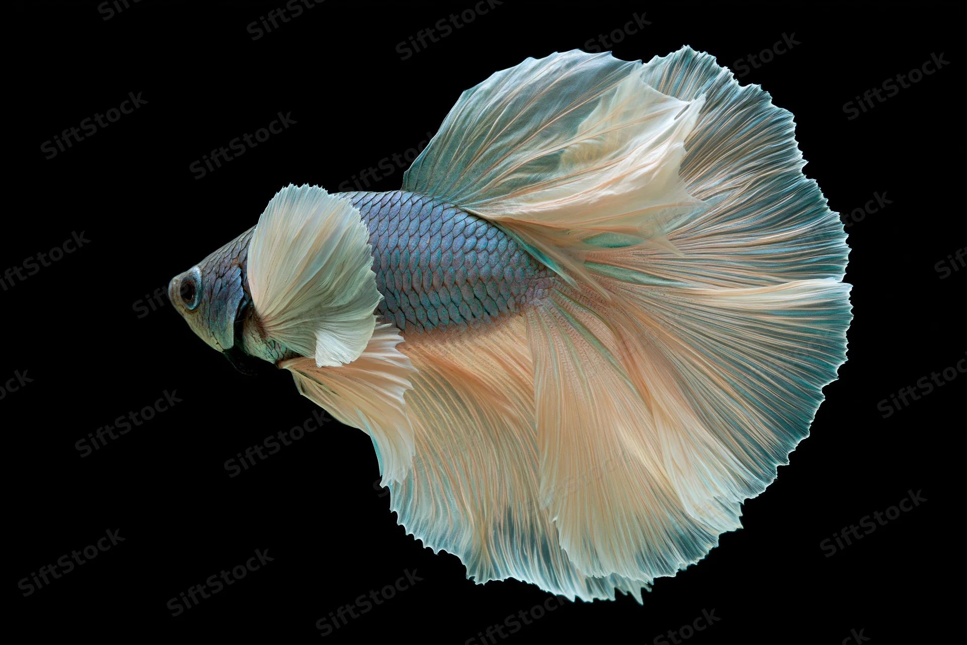 Betta fish suspended mid-swim with flowing half-moon fins against black background