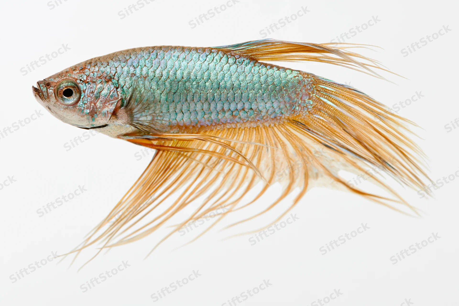 Siamese fighting fish swimming mid-frame isolated against white background