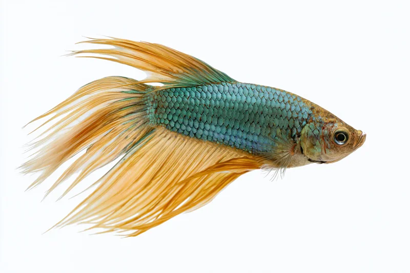 Betta fish swimming in profile against white background