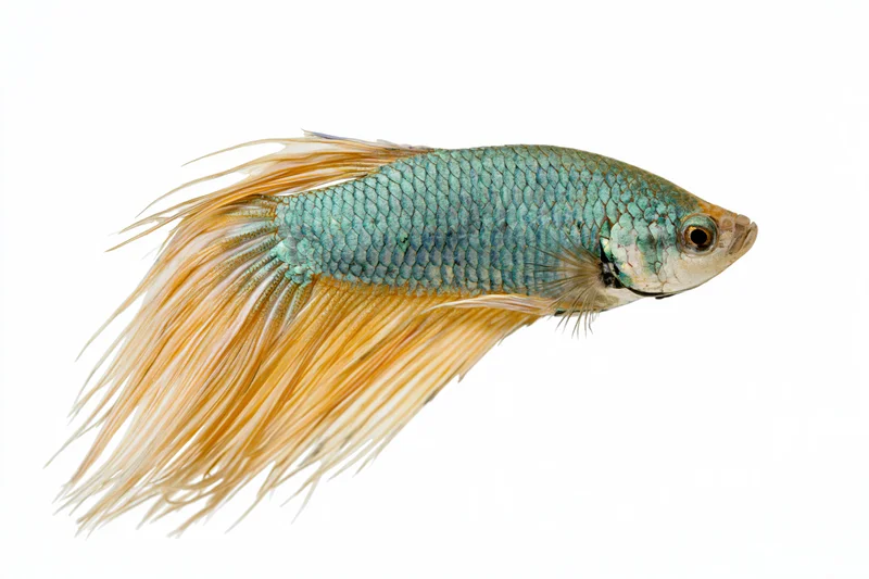Siamese fighting fish swimming in profile against white background