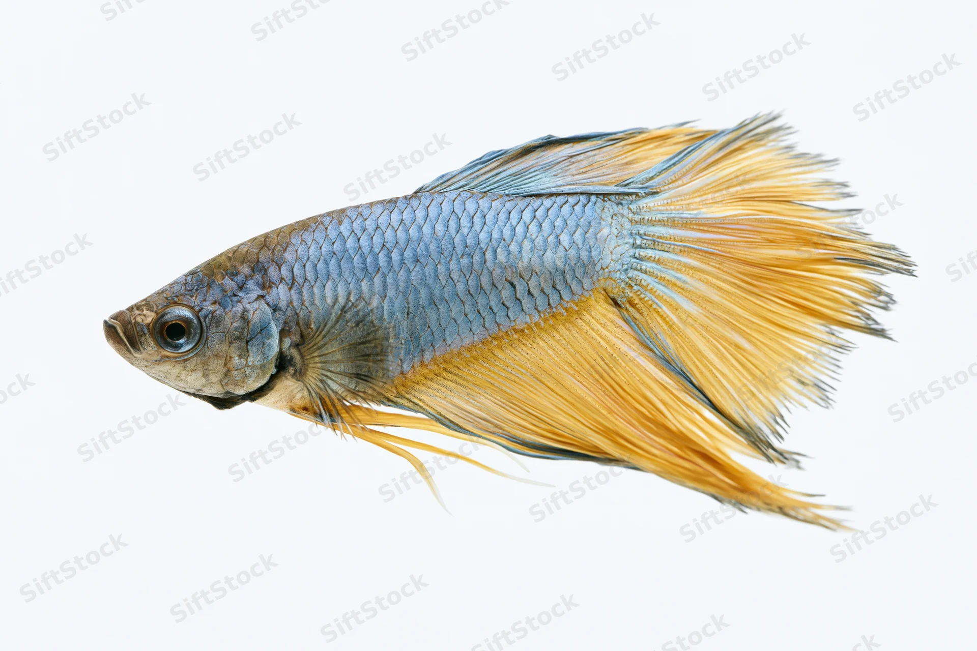 Betta fish with flowing halfmoon tail in side profile against white background