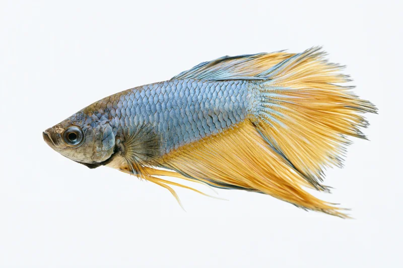 Betta fish with flowing halfmoon tail in side profile against white background