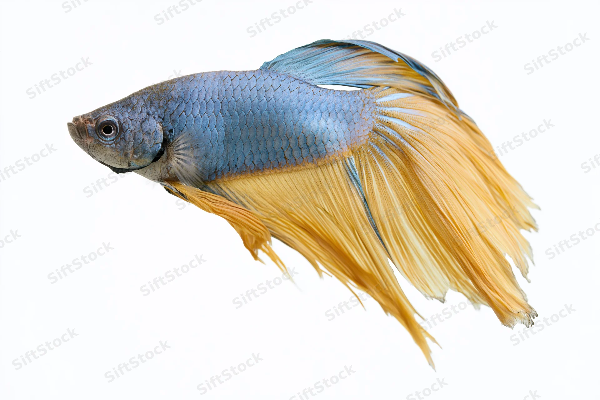 Blue and orange betta fish with flowing halfmoon tail swimming midmotion isolated on white background