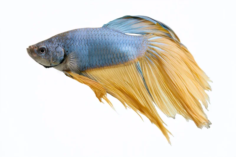 Blue and orange betta fish with flowing halfmoon tail swimming midmotion isolated on white background