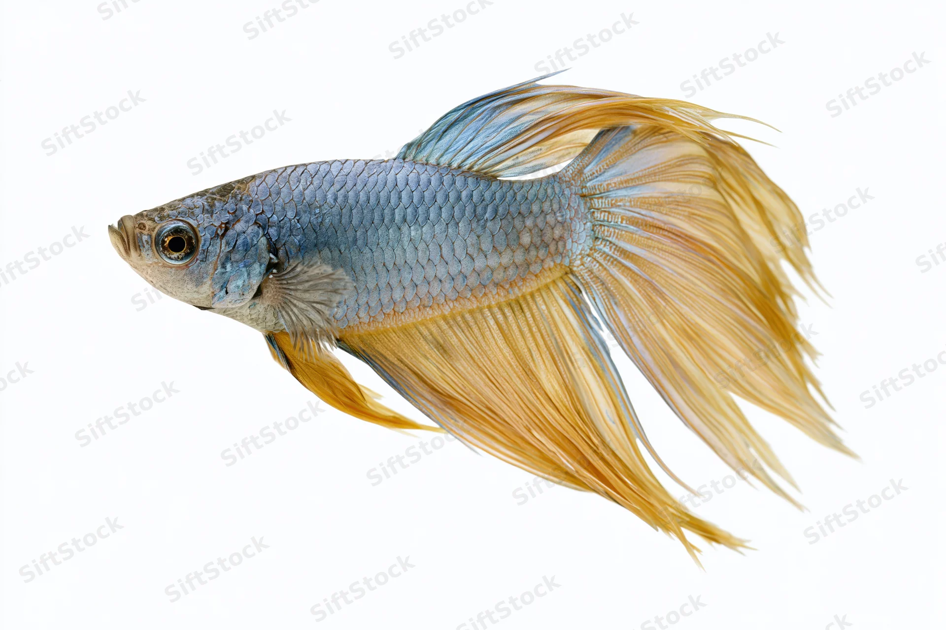 Betta fish with flowing halfmoon tail swimming in profile against white background