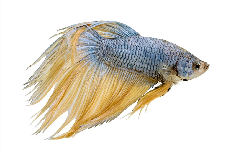Siamese fighting fish with flowing halfmoon tail mid-swim isolated on white background