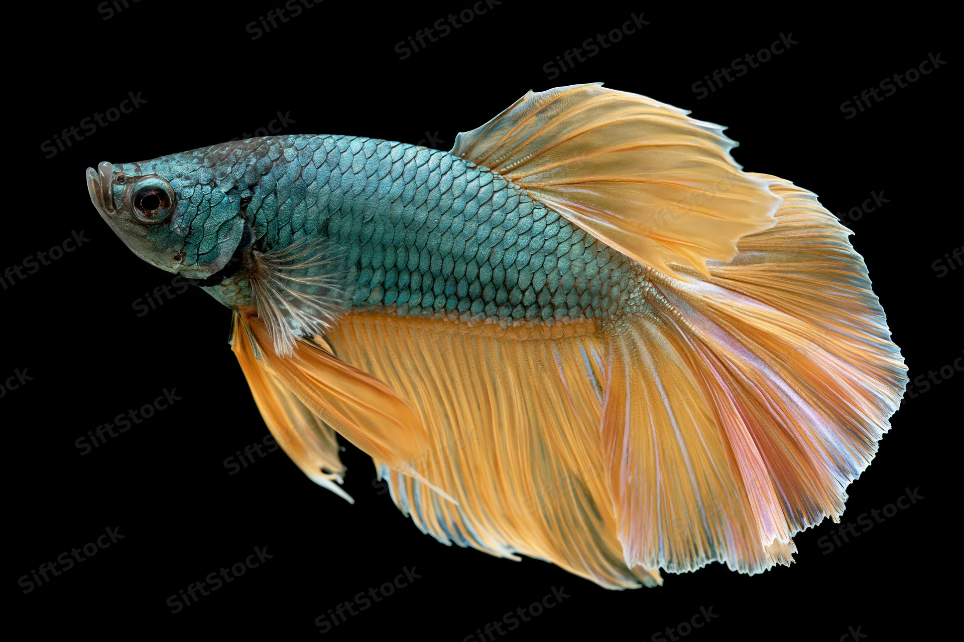 Betta fish with iridescent blue-green scales and flowing orange fins isolated on black background