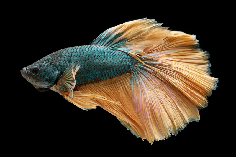 Betta fish with iridescent blue-green scales and flowing orange fins isolated on black background