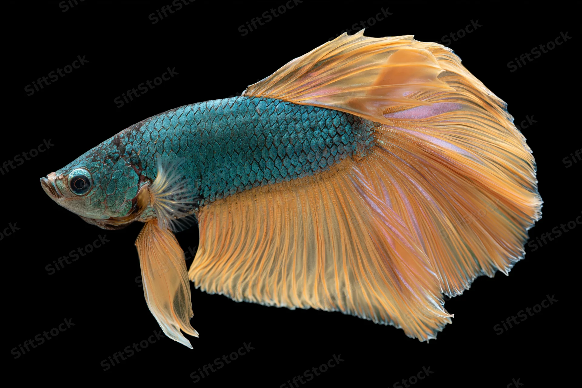Betta fish with iridescent blue-green scales and flowing orange fins isolated on black background