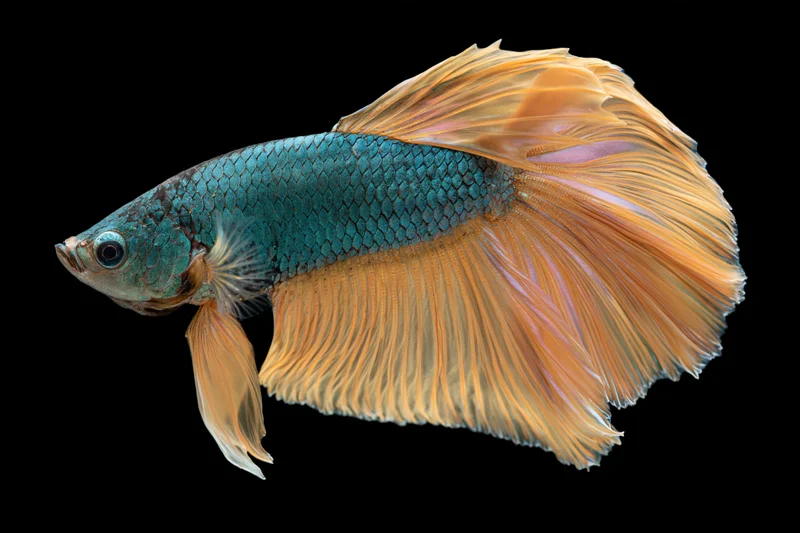 Betta fish with iridescent blue-green scales and flowing orange fins isolated on black background