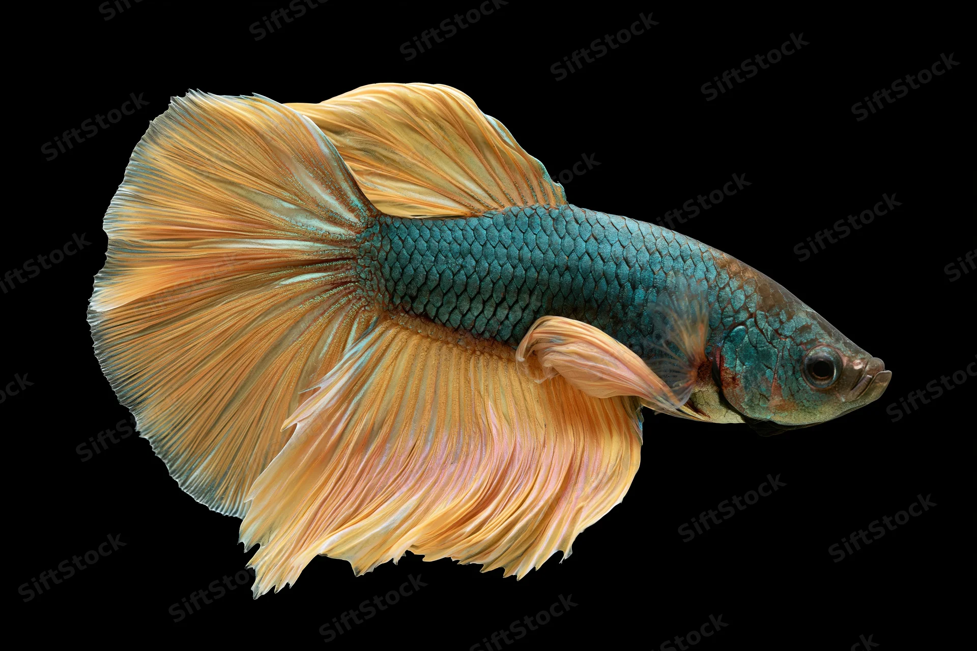 Betta fish with iridescent blue-green scales and flowing orange fins swimming in profile against black background