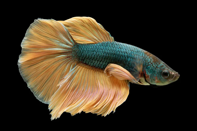 Betta fish with iridescent blue-green scales and flowing orange fins swimming in profile against black background