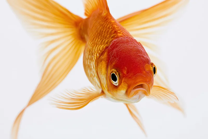 Fancy goldfish swimming toward camera with mouth slightly open against white background
