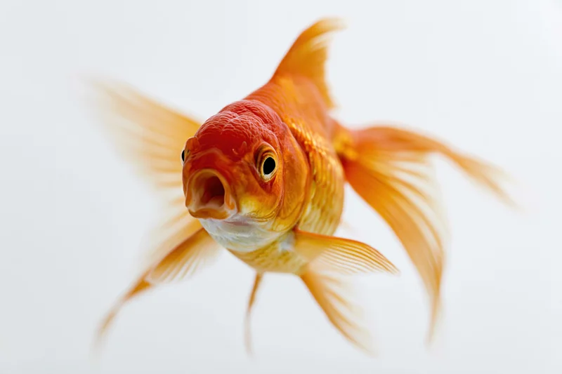 Fancy goldfish swimming toward camera with open mouth against white background