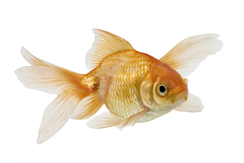 Fantail goldfish swimming mid-frame isolated against white background