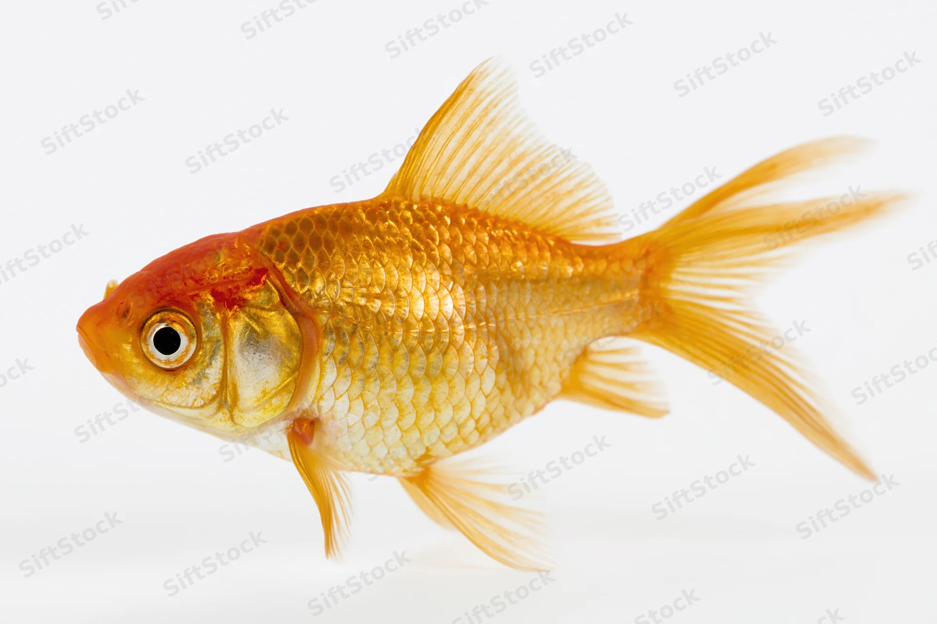 Goldfish swimming in profile view isolated against white background