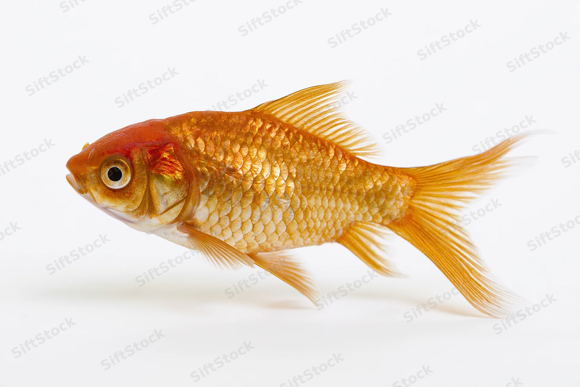 Goldfish swimming in profile view isolated on white background