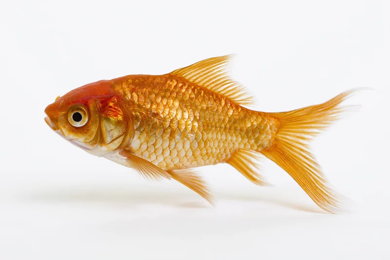 Goldfish swimming in profile view isolated on white background