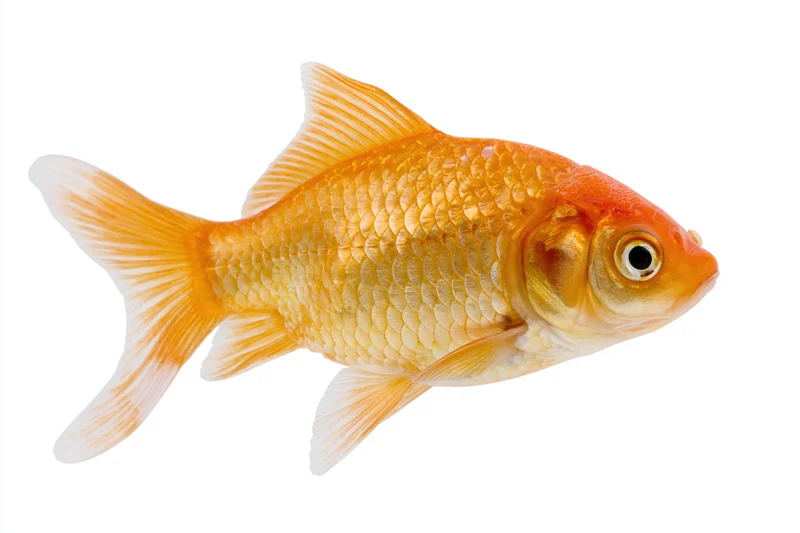 Goldfish swimming in profile view isolated on white background