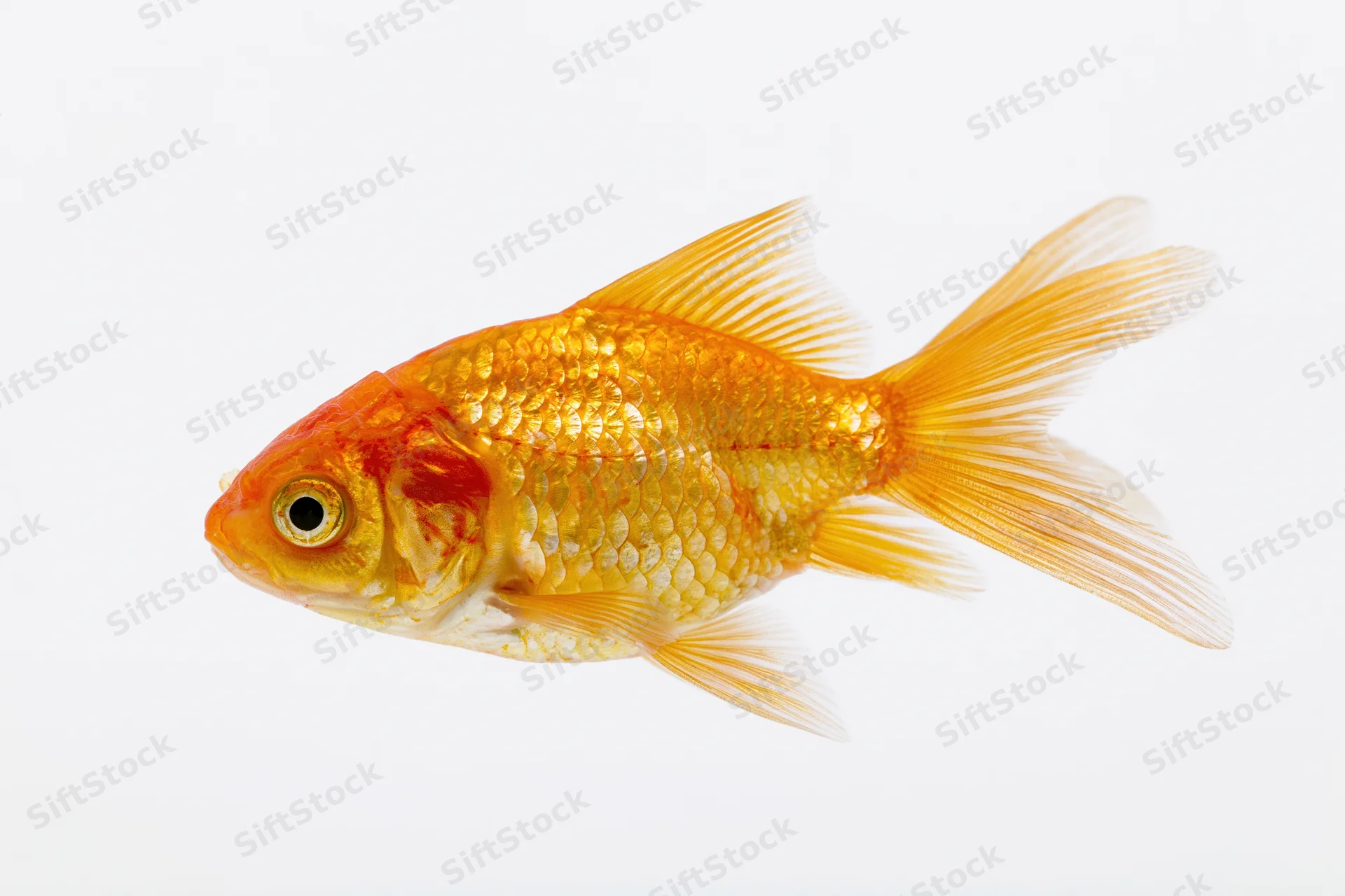 Goldfish swimming in profile view isolated against white background