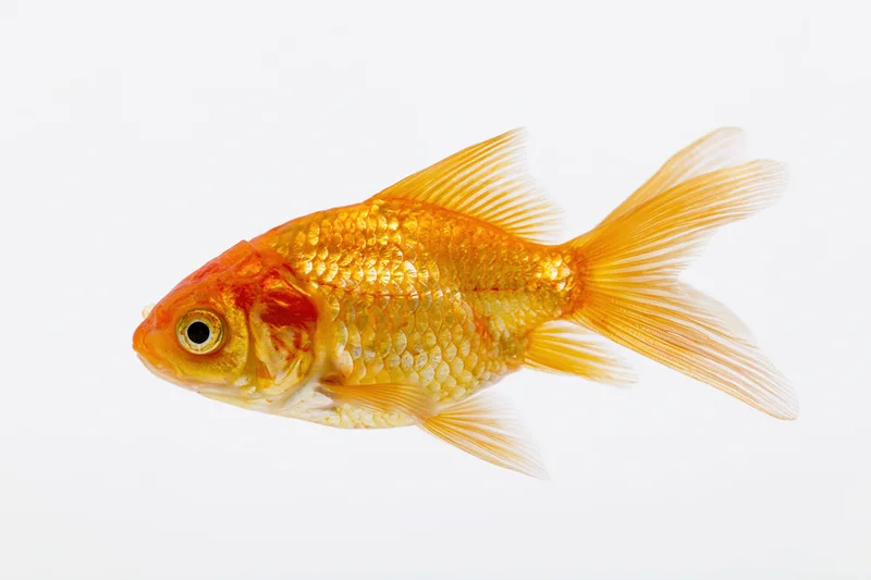 Goldfish swimming in profile view isolated against white background