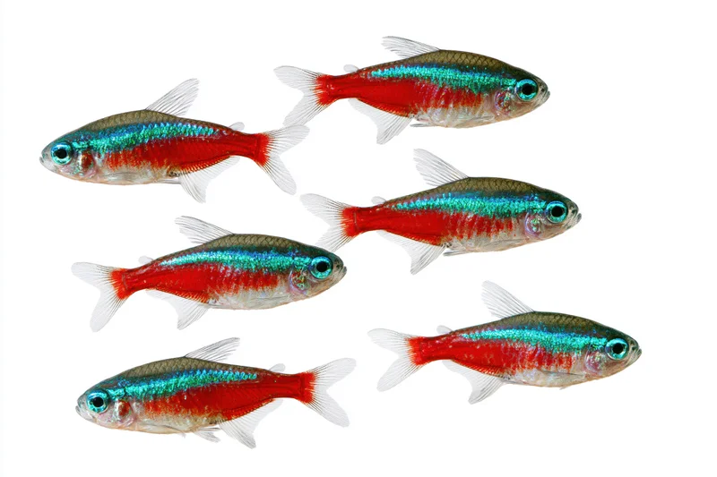 Six neon tetra fish swimming in loose diagonal formation on white background