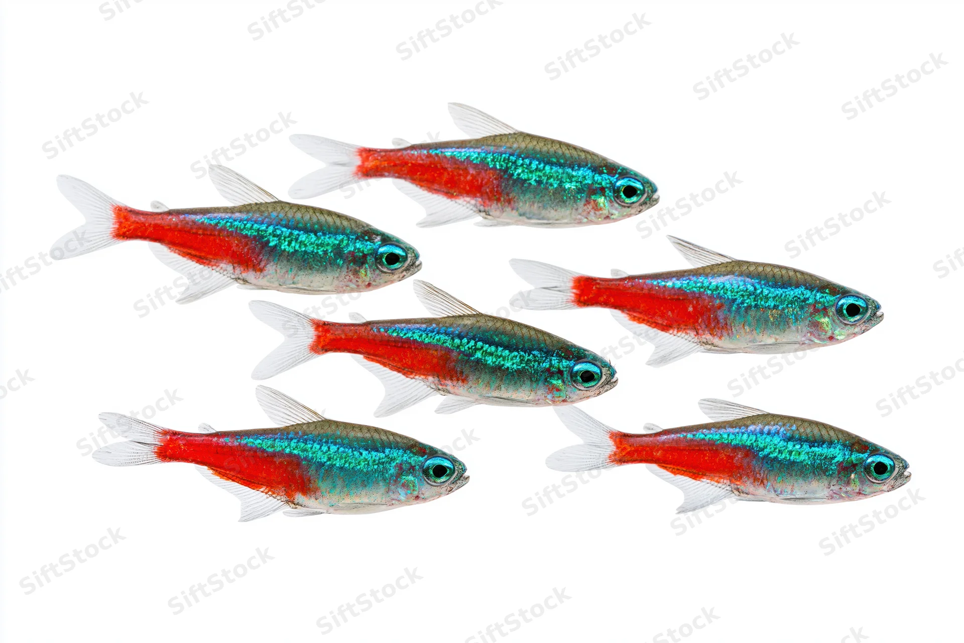 Six neon tetra fish swimming in loose diagonal formation isolated on white background