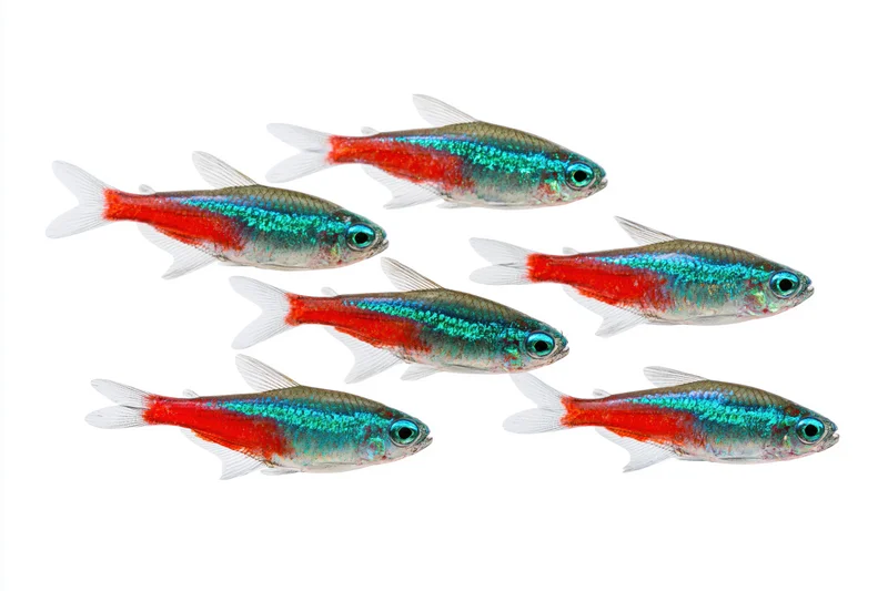 Six neon tetra fish swimming in loose diagonal formation isolated on white background