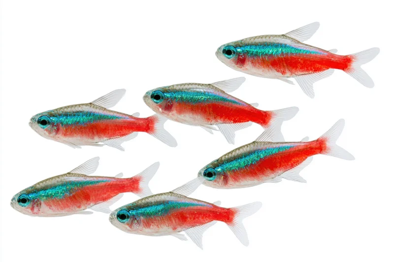 Six neon tetra fish swimming in loose diagonal formation on white background