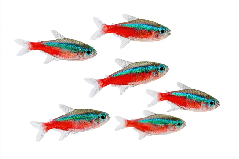 Six neon tetra fish swimming in loose diagonal formation on white background