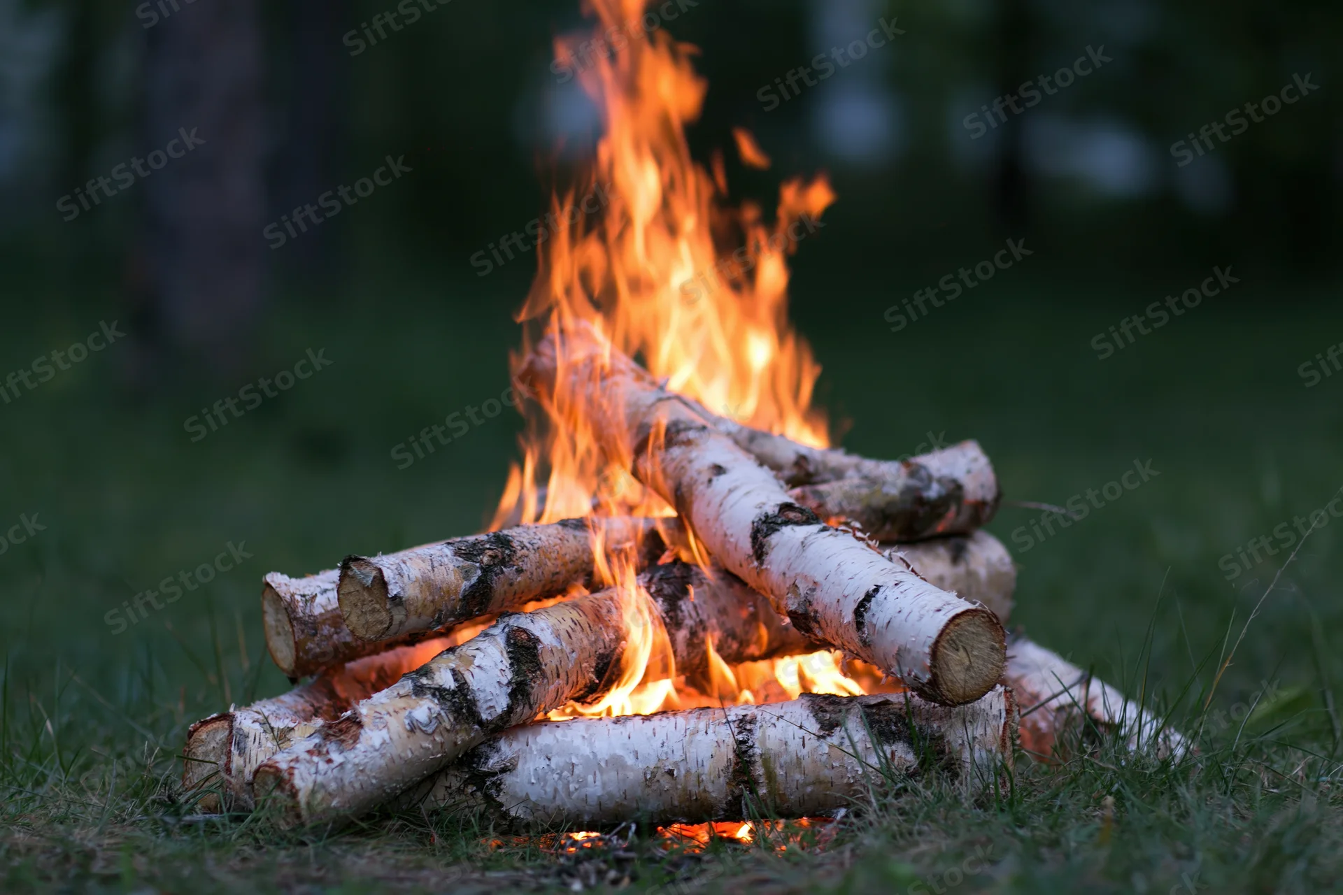 Small campfire burning with birch logs on grass at dusk