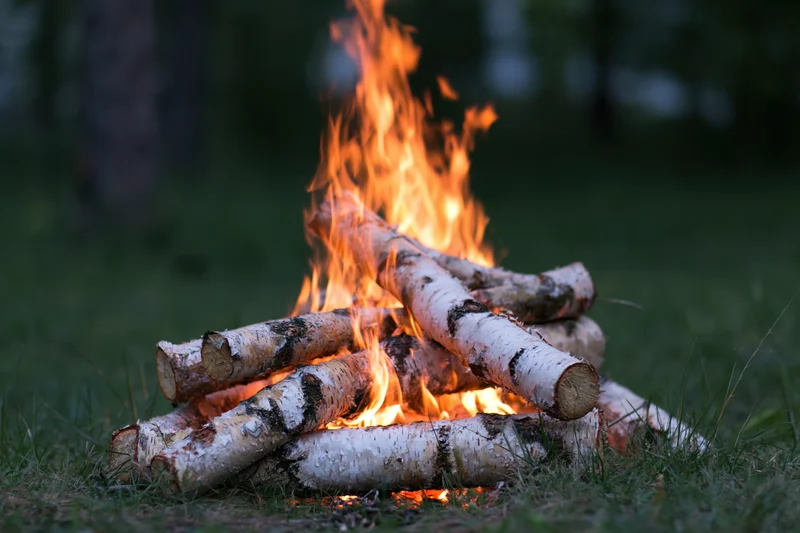 Small campfire burning with birch logs on grass at dusk
