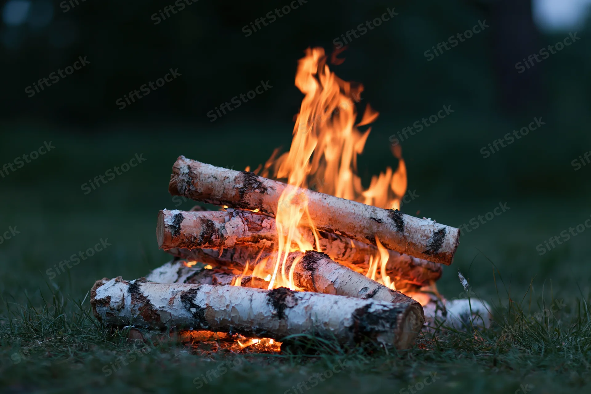 Small campfire burning with birch logs on grass at dusk