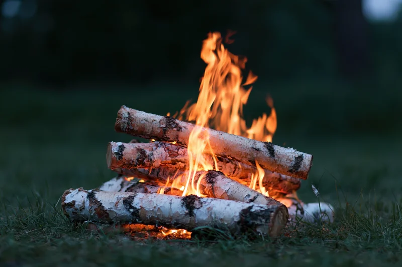 Small campfire burning with birch logs on grass at dusk
