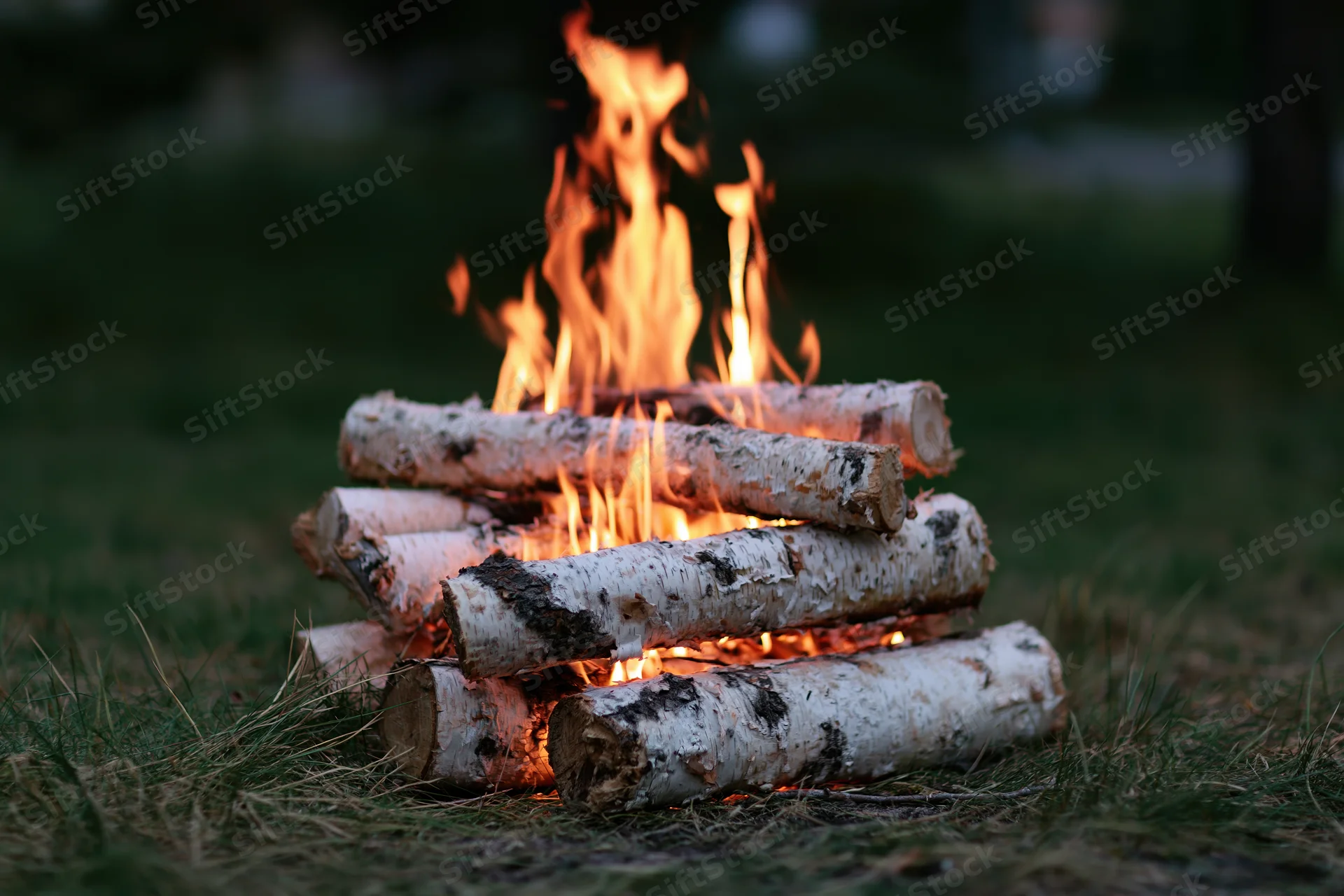 Small campfire burning with birch logs arranged on grass at dusk