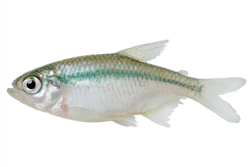 Small freshwater fish specimen isolated against pure white background