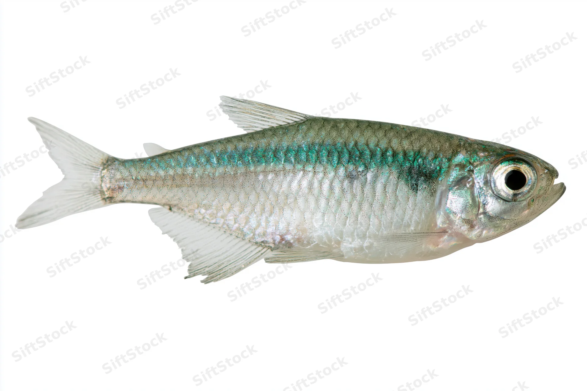 Small freshwater fish specimen shown in side profile against a pure white background