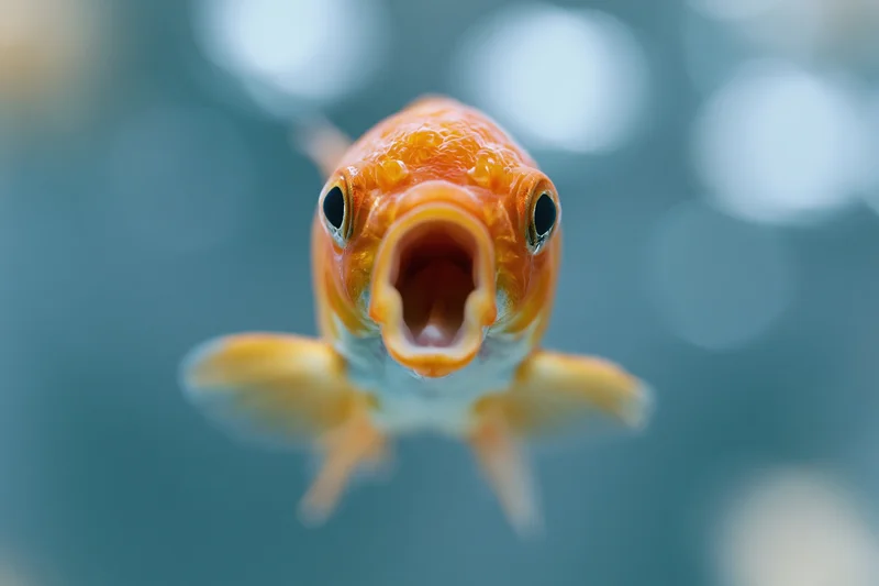 Orange goldfish swimming directly toward camera in aquarium water
