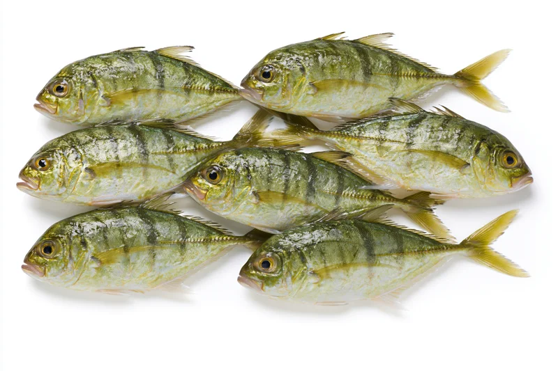 Six golden trevally fish arranged in a loose school on white background