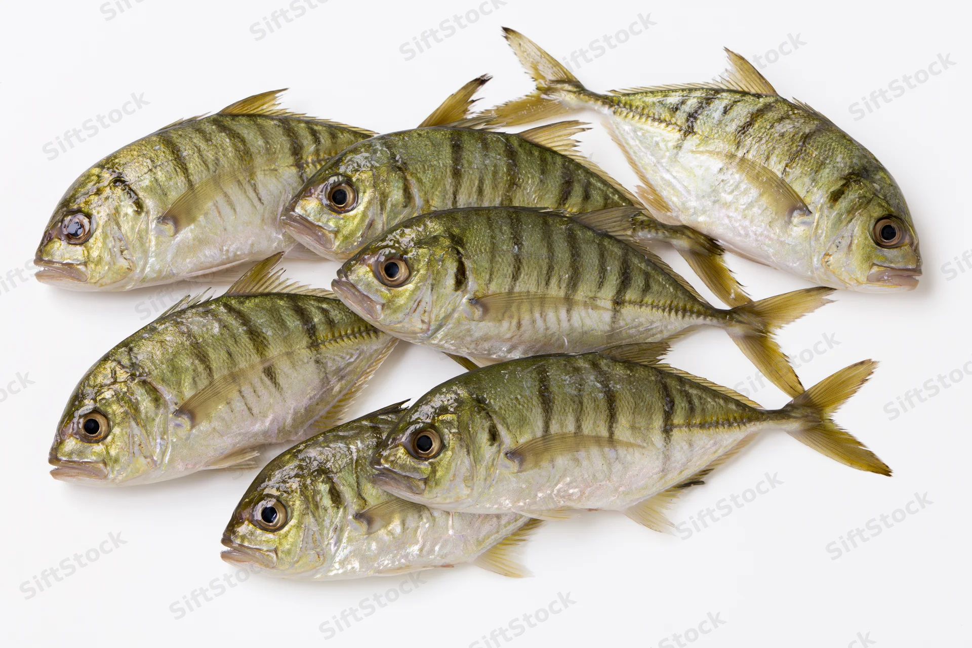 Six golden trevally fish arranged in a loose school on white background