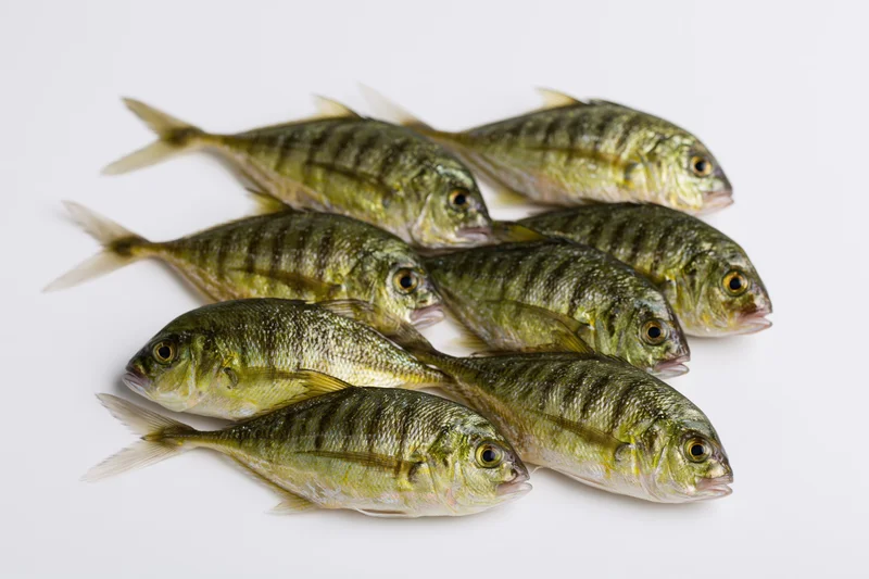 Small school of golden trevally fish arranged in a loose cluster on white background