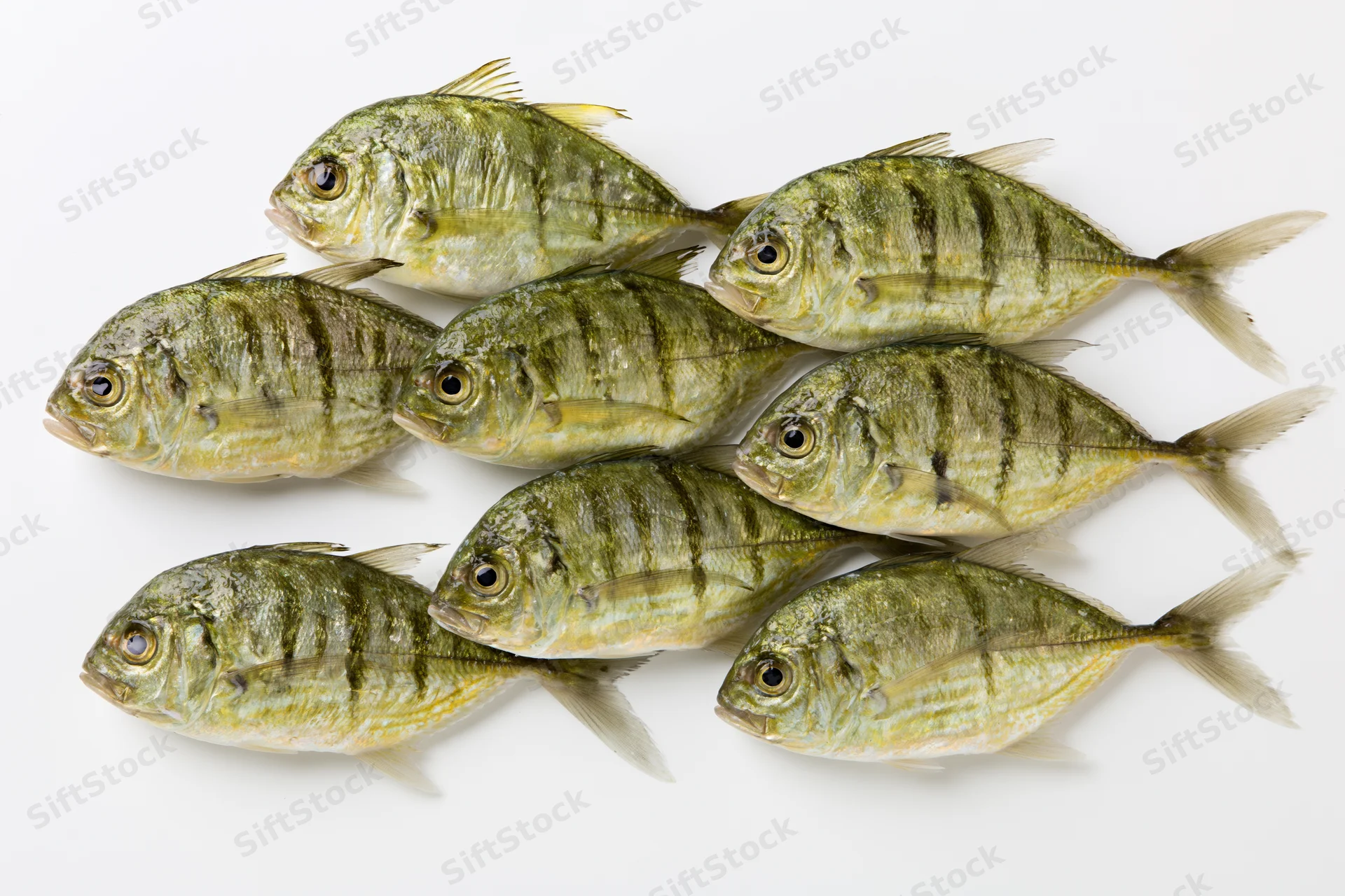 Golden trevally fish arranged in a loose school on white background
