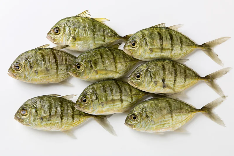 Golden trevally fish arranged in a loose school on white background