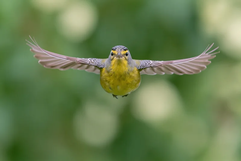 Small yellow-chested songbird hovering mid-flight with wings fully extended against a blurred green background