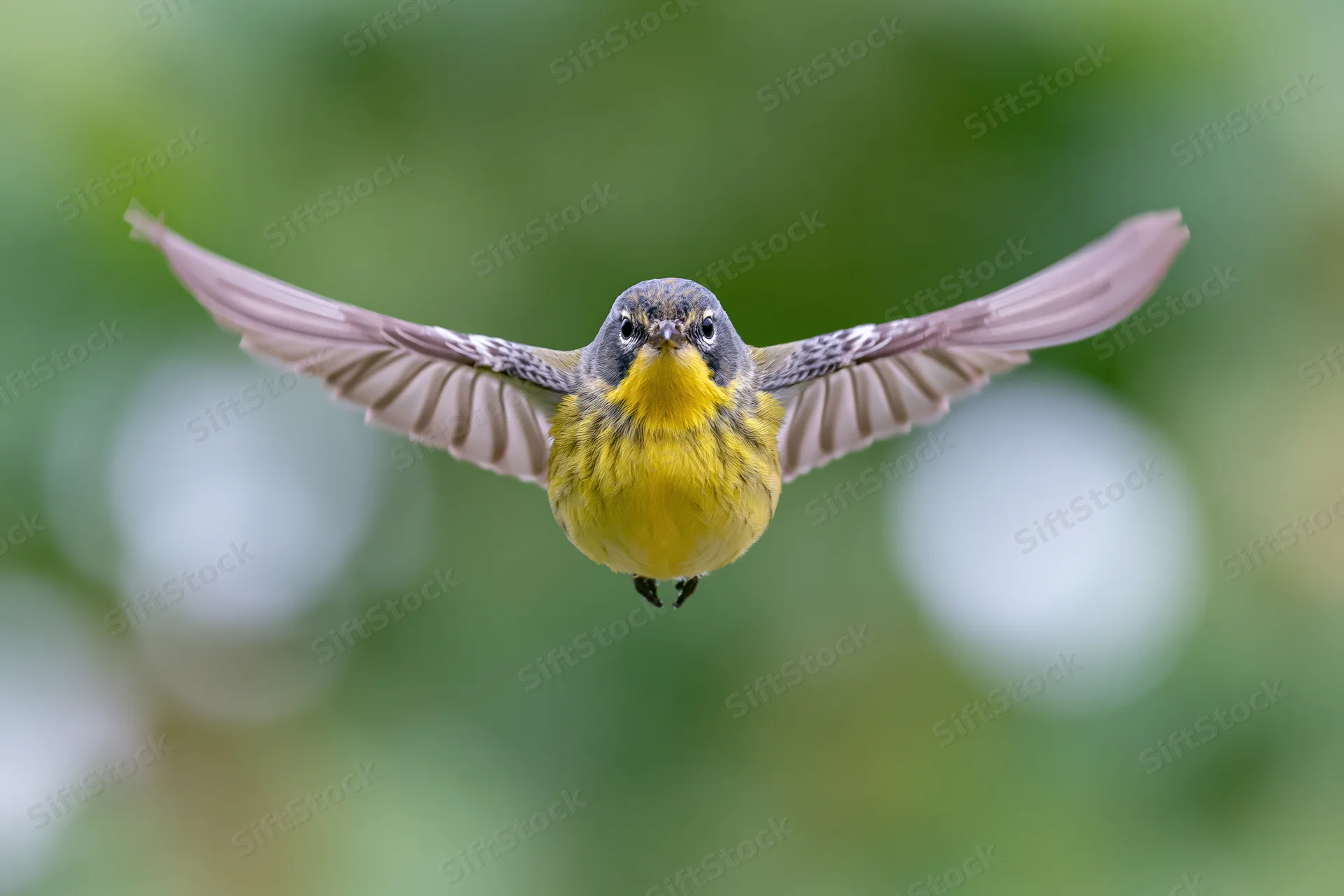 Small yellow-chested songbird hovering mid-flight with wings fully spread against a blurred green background
